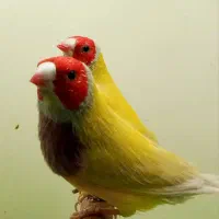 فنچ گلدین|پرنده|بندرعباس, |دیوار