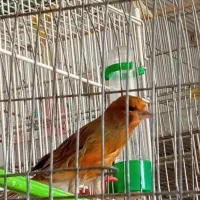 قناری پرتقالی نر و سوخته نر|پرنده|بیجار, |دیوار