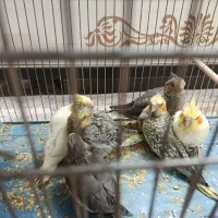 جوجه عروس هلندی|پرنده|قم, انصار‌الحسین|دیوار