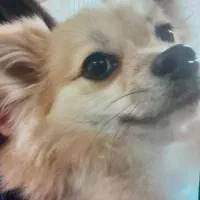 سگ کوچولو پامر واگذار میشه|سگ|صومعه‌سرا, |دیوار