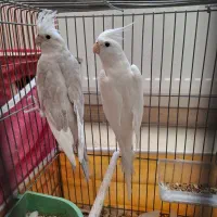 عروس هلندی
