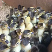 فروش جوجه اردک اسرائیلی و اردک محلی