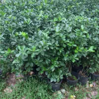 فروش یاس کاملیا ناندانیا شمشاد لاوسون و....|خدمات باغبانی و درختکاری|کلاچای, |دیوار