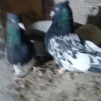 سه تا کله سیاه درجه یک سو قدیم