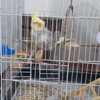 عروس هلندی|پرنده|قدس, شهر‌قدس|دیوار