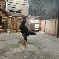 خروس