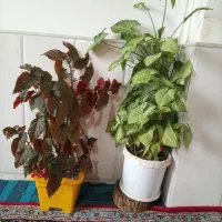گل آپارتمانی سینگینیوم با بگونیا خالدار