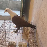 کبوتر کربلایی  بلژیکی