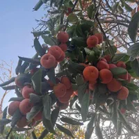 فروش زمین ۳۰۰۰ متری شهرکرد .کلبی اباد .پل زمانخان|فروش زمین و ملک کلنگی|شاهین‌شهر, الهیه|دیوار