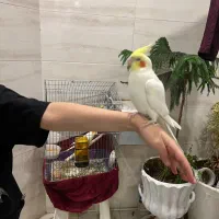 عروس هلندی دستی|پرنده|یزد, |دیوار