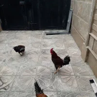 خروس لاری|حیوانات مزرعه|رباط‌کریم, رباط‌کریم|دیوار