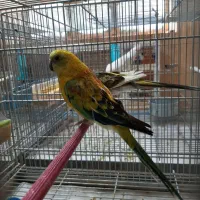 طوطی آوازه خوان|پرنده|جهرم, |دیوار