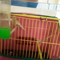 قناری نر بخون بشرط|پرنده|تربتحیدریه, پائین ولایت|دیوار