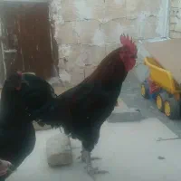 جوجه خروس لاری با یک خروس محلی بزرگ|پرنده|مشهد, شهید قربانی|دیوار