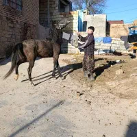 اسب|اسب و تجهیزات اسبسواری|بجنورد, |دیوار