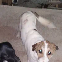 توله سگ سرابی نر نگهبان و گله|سگ|ساوه, |دیوار