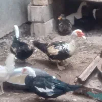 اردک بوقلمون