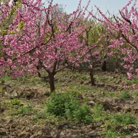 زمین-کشاورزی-با-درخت-های-5-ساله-جوان-و-پر-ثمر