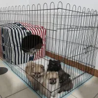 پامرانین عروسکی خرسی فقط تماس پاسخگو هستم