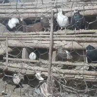 کفتر|پرنده|تربتحیدریه, بیمارستان رازی|دیوار