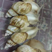 حلزون آلبینو کلاژن ساز|خزنده|قم, زنبیل آباد|دیوار