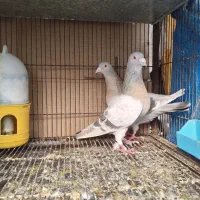 کفتر سوسنی شهری ترنج دار