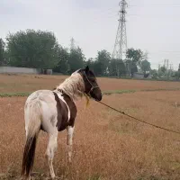 کره اسب|اسب و تجهیزات اسب‌سواری|خمام, |دیوار