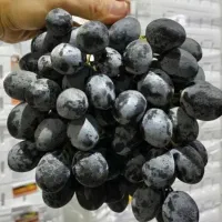 نهال انگور
