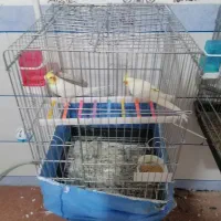 فروش راهب گرینچیک عروس هلندی کوتوله|پرنده|زرند, |دیوار