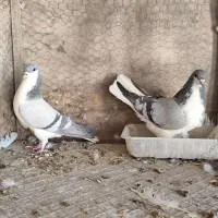 فروش یک جفت خوشرنگ سبز|پرنده|مبارکه, |دیوار