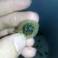 زالو/ طبی /ارایشی /درمانی|آرایشی، بهداشتی، درمانی|برخوار, |دیوار