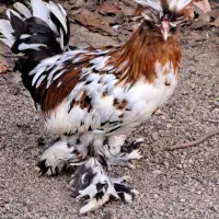 مرغ و خروس
