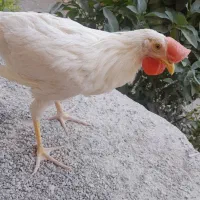 جوجه خروس۶ماههی در مهریز یزد