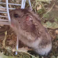 همستر|موش و خرگوش|کرج, گوهردشت|دیوار