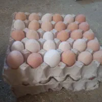 زل مرغ کود گوسفندگاو|گل و گیاه طبیعی|خمینی‌شهر, |دیوار