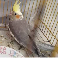 عروس هلندی نر و ماده|پرنده|شاهین‌شهر, طالقانی|دیوار