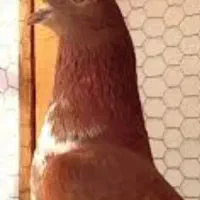 کفتر سرخ گمشده