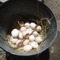 تخم نطفه دار گلین و لهستانی کاکلی وپاپر