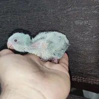 جوجه طوطی راهب و گرینچیک سرلاکی دستی|پرنده|شیراز, درکی|دیوار