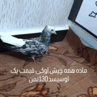 کبوتر برای فروش بازدیدسوسنگرد|پرنده|اهواز, کمپلو شمالی|دیوار