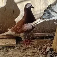 کفتر پلاکی گلپنبه واز خرقه