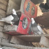 کبوتر فروشی