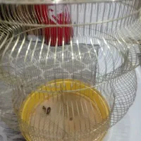 قفس پرنده|لوازم جانبی حیوانات|مشهد, نوید|دیوار