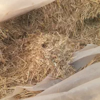 گاه بفروش می رسد|حیوانات مزرعه|شوط, |دیوار