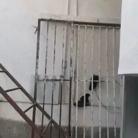 در 1.70در 2متر و نردبان 4.5متری|مصالح و تجهیزات ساختمان|گرگان, |دیوار