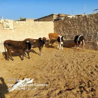 گاو گوساله نر|حیوانات مزرعه|کوهدشت, |دیوار