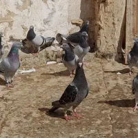 پلاکی جان آردن|پرنده|شوشتر, |دیوار