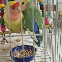 جفت کوتوله برزیلی