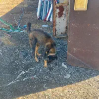 طوله پژدر ماده ۶ماه سروکله داره