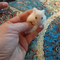 بچه همستر کمپل|موش و خرگوش|مشهد, الهیه|دیوار